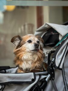 Read more about the article Best dog stroller the perfect ride for your furry friend with our expert-curated list of the