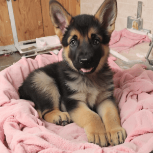 Read more about the article How Many Puppies Do German Shepherds Have “Unlock the Mystery