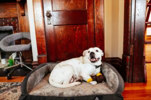 Read more about the article Wooden dog beds diy “7 Easy beds Pamper Pooch Build Today